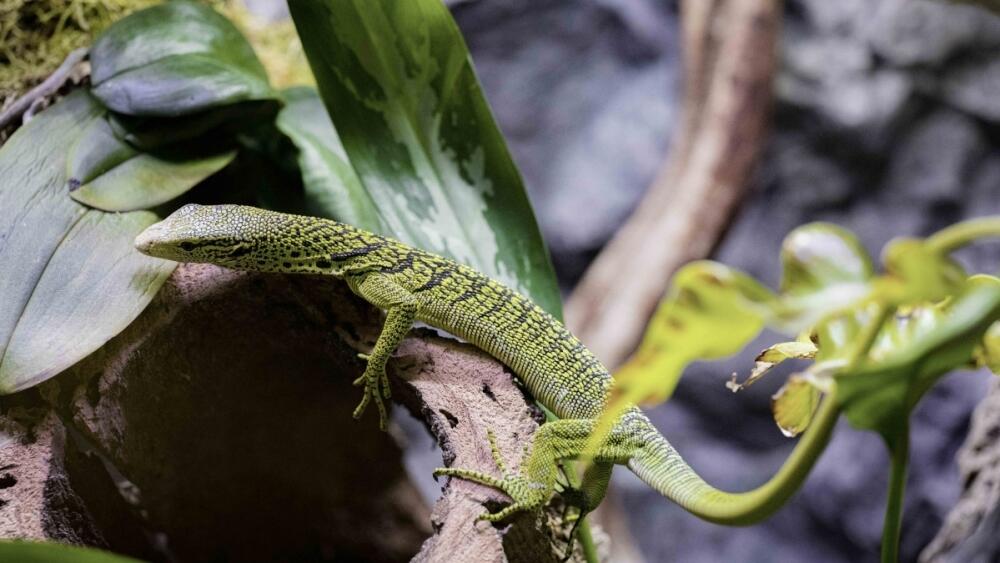 Liberecká zoo má dva varany Reisingerovy, foto: Artur Irma